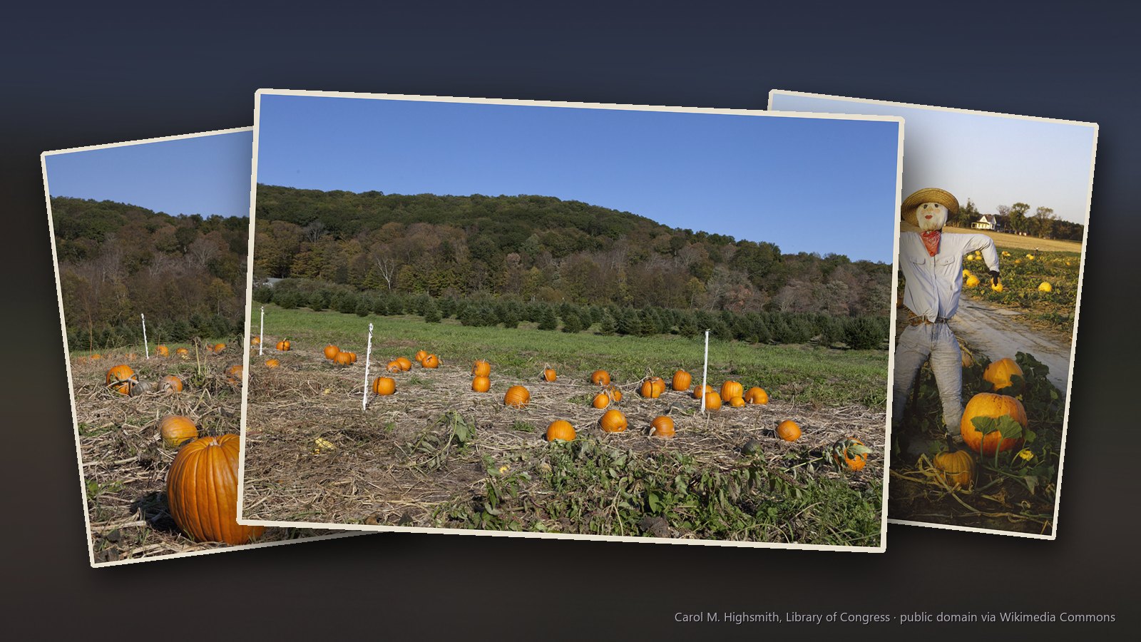 Halloween images: a pumpkin patch near Litchfield, Connecticut, rows of pumpkins in a Connecticut field and a scarecrow among pumpkins in Maryland farmland